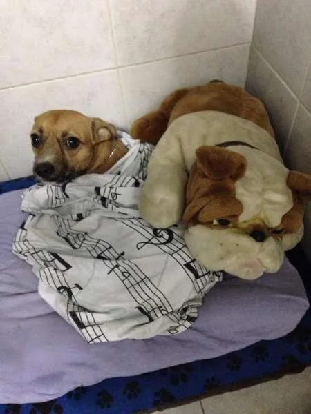 Cachorro ra a SRD idade 2 anos nome Toddy