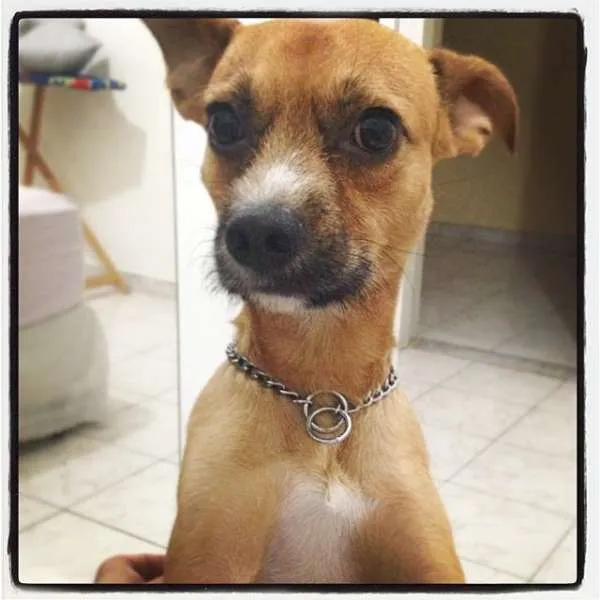 Cachorro ra a SRD idade 2 anos nome Toddy