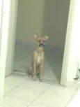 Toddy