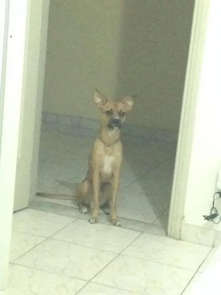 Cachorro ra a SRD idade 2 anos nome Toddy