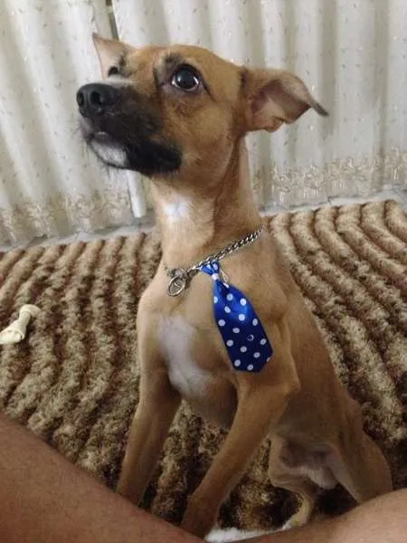 Cachorro ra a SRD idade 2 anos nome Toddy