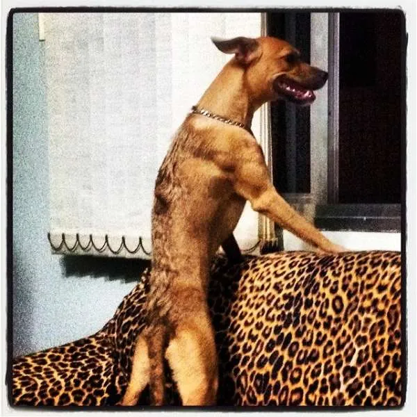 Cachorro ra a SRD idade 2 anos nome Toddy