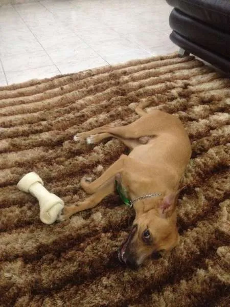 Cachorro ra a SRD idade 2 anos nome Toddy
