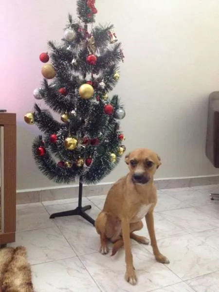 Cachorro ra a SRD idade 2 anos nome Toddy