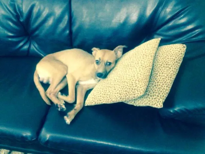 Cachorro ra a SRD idade 2 anos nome Toddy