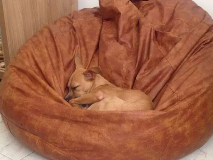 Cachorro ra a SRD idade 2 anos nome Toddy