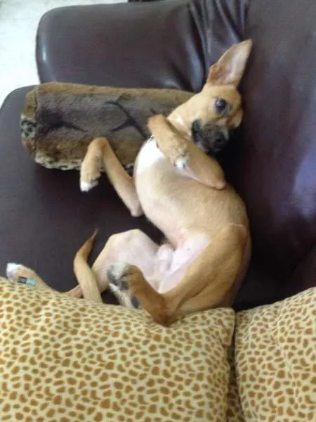 Cachorro ra a SRD idade 2 anos nome Toddy