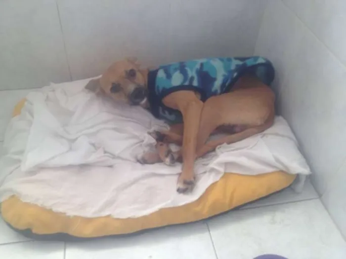 Cachorro ra a SRD idade 2 anos nome Toddy