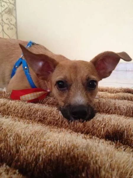 Cachorro ra a SRD idade 2 anos nome Toddy