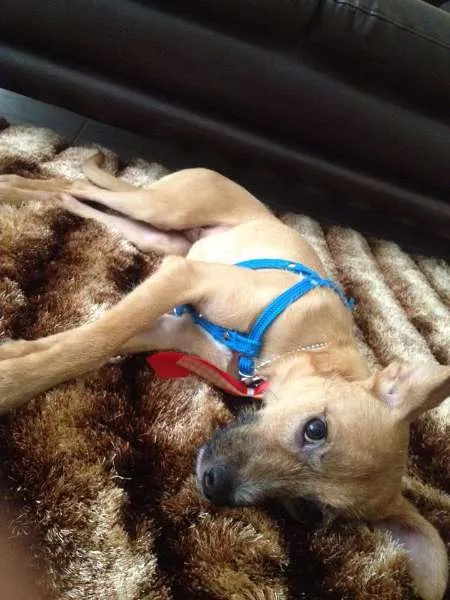 Cachorro ra a SRD idade 2 anos nome Toddy