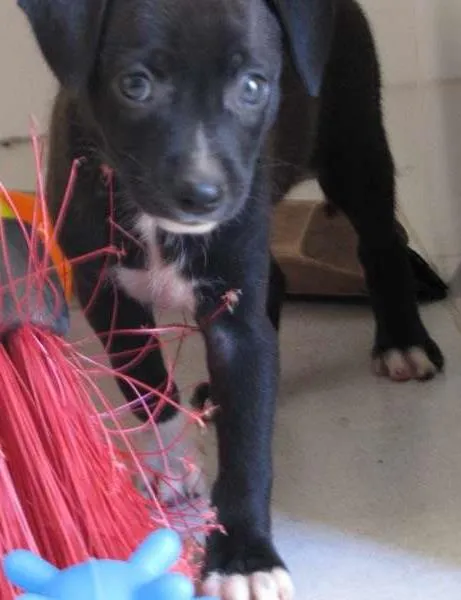 Cachorro ra a não sei idade Abaixo de 2 meses nome Barnabé