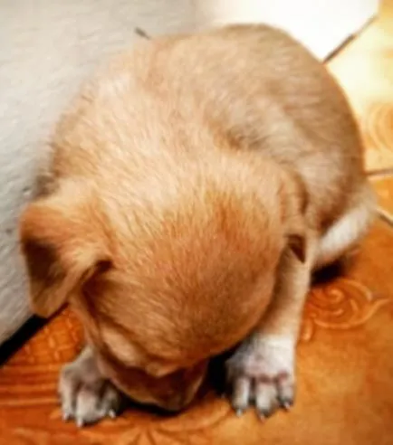 Cachorro ra a mistura de raças idade Abaixo de 2 meses nome Sem nome