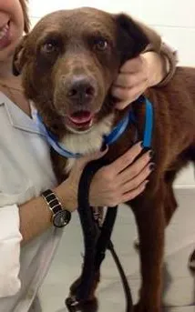 Cachorro raça SRD idade 2 anos nome BONO