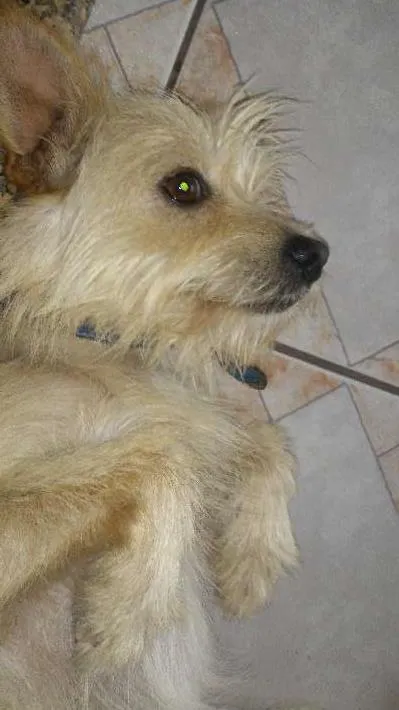 Cachorro ra a SRD idade 1 ano nome Bilu