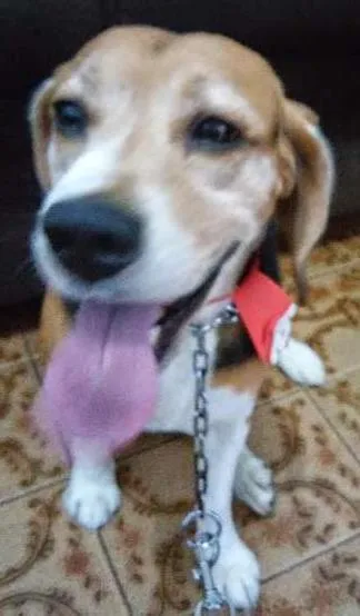 Cachorro ra a Beagle idade 6 ou mais anos nome Lupy