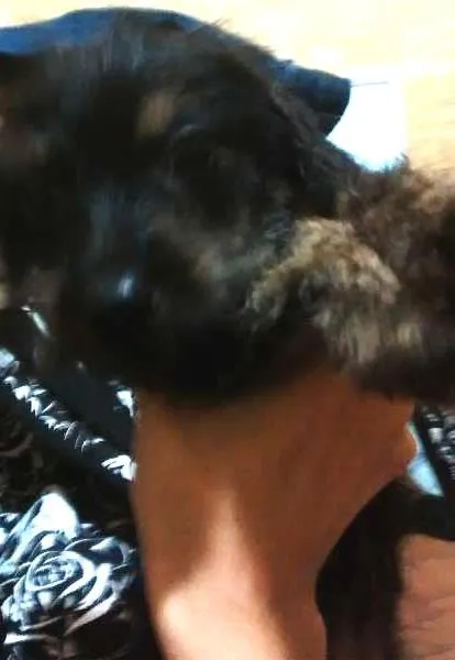 Cachorro ra a mestiço idade 2 a 6 meses nome sem nome