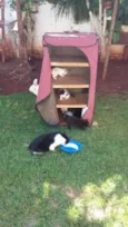 GATINHOS