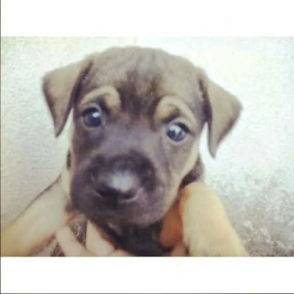 Cachorro ra a  idade Abaixo de 2 meses nome Nino
