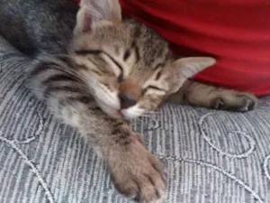 Gato raça srd idade Abaixo de 2 meses nome Mostardinha