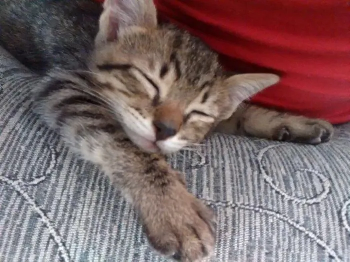 Gato ra a srd idade Abaixo de 2 meses nome Mostardinha