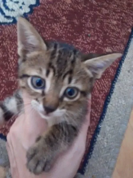 Gato ra a srd idade Abaixo de 2 meses nome Mostardinha