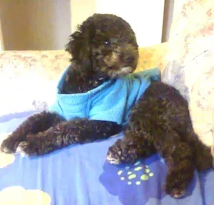 Cachorro raça Poodle idade 4 anos nome Igor