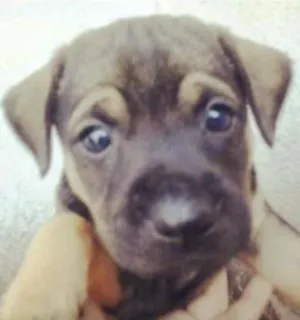 Cachorro raça  idade Abaixo de 2 meses nome Nino