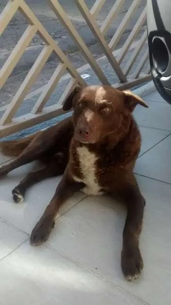 Cachorro ra a SRD idade 2 anos nome BONO