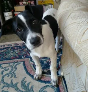 Cachorro raça SRD idade 2 a 6 meses nome Bob