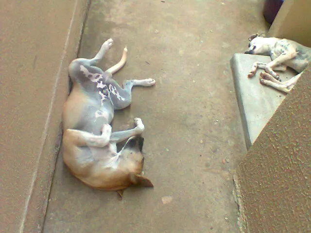 Cachorro ra a vira lata idade 7 a 11 meses nome Aragon