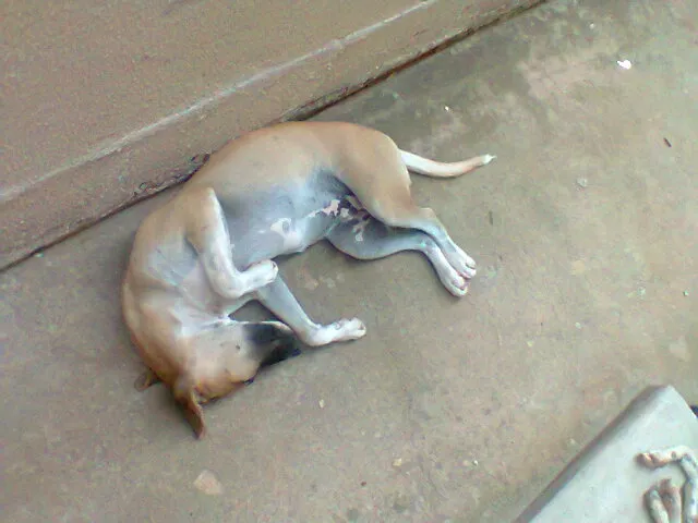 Cachorro ra a vira lata idade 7 a 11 meses nome Aragon