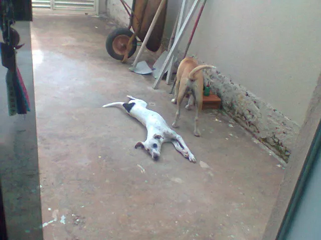 Cachorro ra a vira lata idade 7 a 11 meses nome Aragon