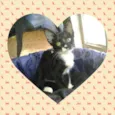 Kit e Gatinha