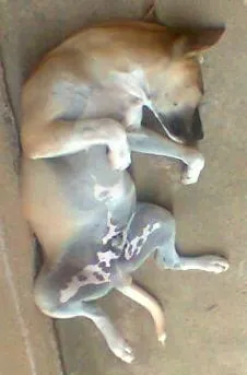Cachorro ra a vira lata idade 7 a 11 meses nome Aragon
