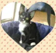 Kit e Gatinha