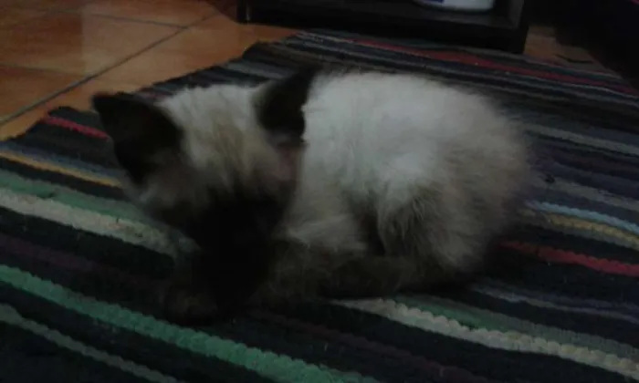 Gato ra a siamês idade 2 a 6 meses nome mel