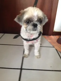 Cachorro raça Shitzu idade 4 anos nome Oby