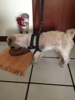 Cachorro raça Shitzu idade 4 anos nome Oby