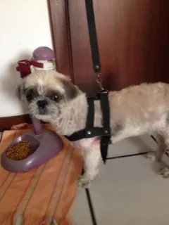 Cachorro raça Shitzu idade 4 anos nome Oby