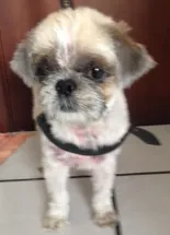 Cachorro raça Shitzu idade 4 anos nome Oby