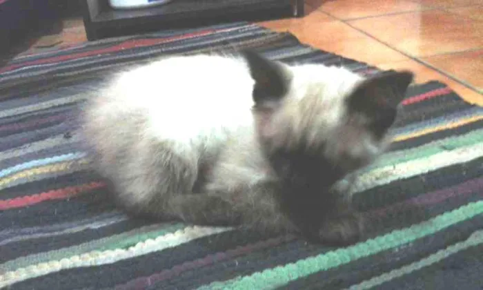 Gato ra a siamês idade 2 a 6 meses nome mel