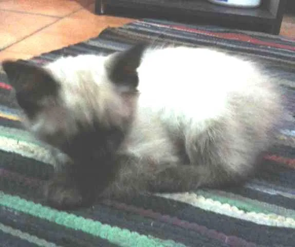 Gato ra a siamês idade 2 a 6 meses nome mel