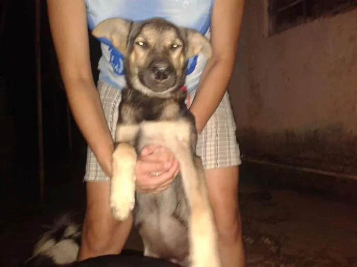 Cachorro ra a não definida idade 2 a 6 meses nome Maya