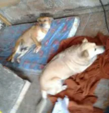 Cachorro ra a vira latas idade 6 ou mais anos nome Boris