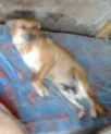 Cachorro raça vira latas idade 6 ou mais anos nome Boris