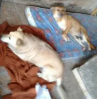 Cachorro ra a vira lata idade 6 ou mais anos nome bob