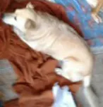 Cachorro ra a vira lata idade 6 ou mais anos nome bob