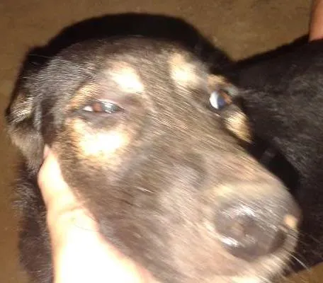 Cachorro ra a não definida idade 2 a 6 meses nome Nina