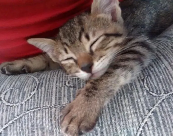 Gato ra a srd idade Abaixo de 2 meses nome Mostardinha