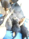 Lindos filhotinhos
